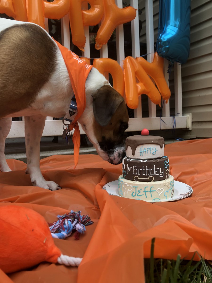 samieellis's tweet photo. pookie had the best 1st bday, we love you Jeff man 🧡🐶🎂 https://t.co/DR3RLVCNFs