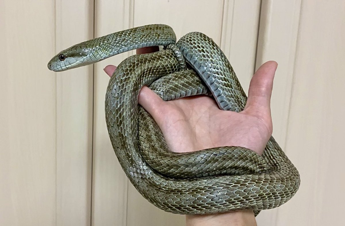 脱皮直後のアオダイショウちゃん いつも青くなるんだけどエゾブルーに