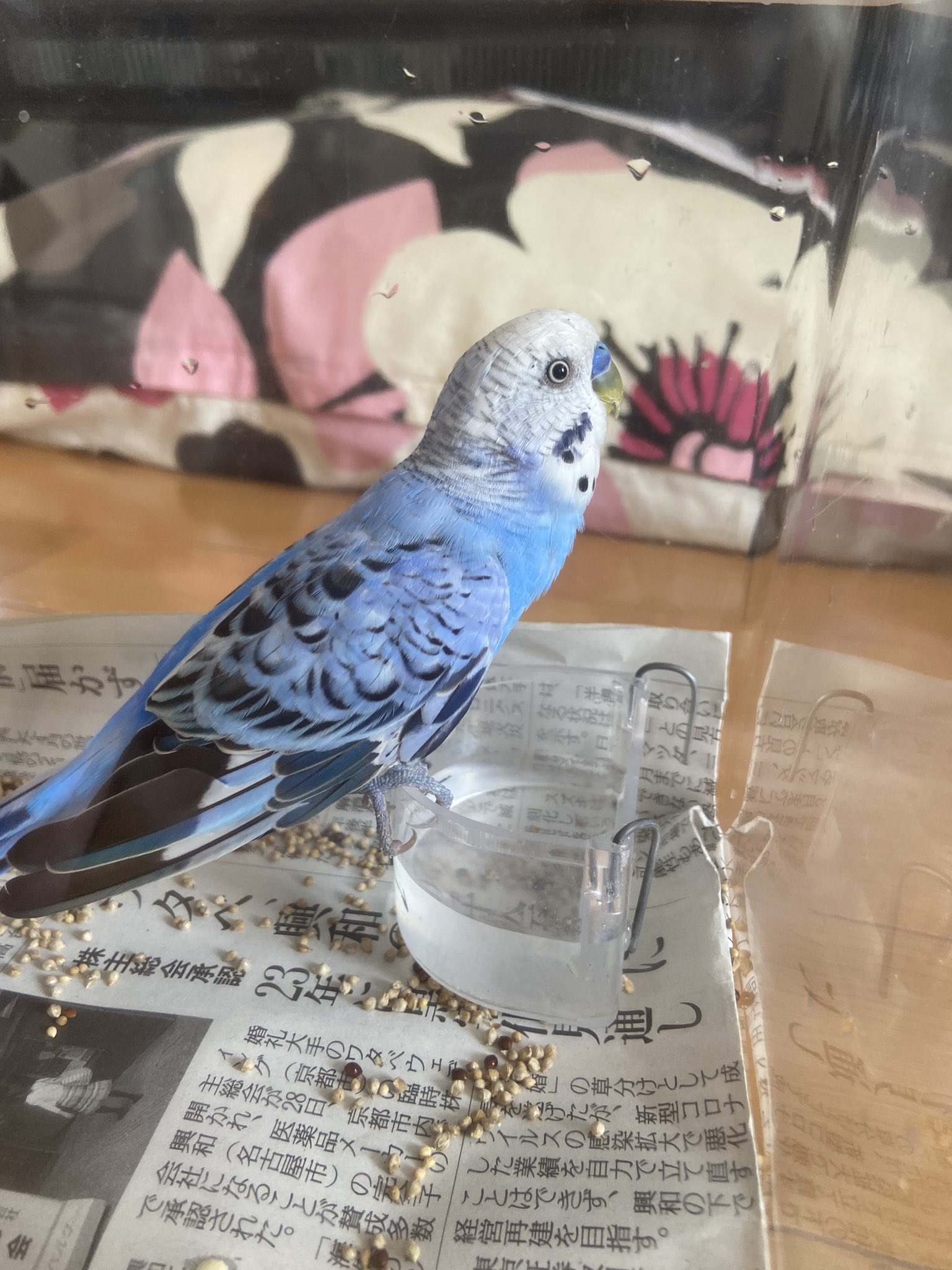 はたけ 保護情報 青いセキセイインコを保護しました Rtお願いします 保護場所 東京都新宿区高田付近 確保日時 10月8日13時 手乗りではないかもしれません かなり噛まれて確保に苦労しました 今は寝ています 警察へ届け出ます 水とご飯あげてい はたけ 保護情報 青いセキセイインコを保護しました Rtお願いします 保護場所 東京都新宿区高田付近 確保日時 10月8日13時 手乗りではないかもしれません かなり噛まれて確保に苦労しました 今は寝ています 警察へ届け出ます 水とご飯あげてい