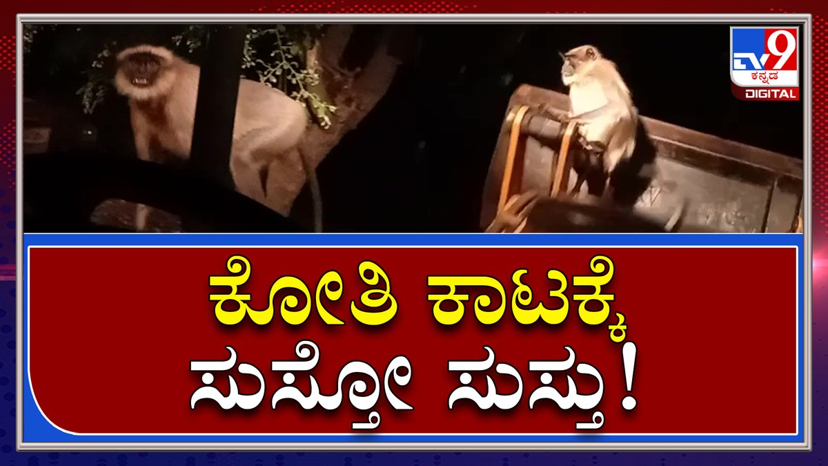 tv9kannada's tweet photo. Vijayanagaraದ ಗಜಾಪುರದಲ್ಲಿ ಕೋತಿ ಕಾಟದಿಂದ ಬೇಸತ್ತ ಜನರು |Tv9Kannada
Video Link►https://t.co/XDpur9IhDr
#TV9Kannada #Monkey #MonkeyProblem #MonkeyAttack #15Injuries #Gajapura #Vijayanagara #Kotturu #ForestDepartment #Karnatakanews #tv9kannadaDigital #Tv9D https://t.co/mYNeurc8Ns
