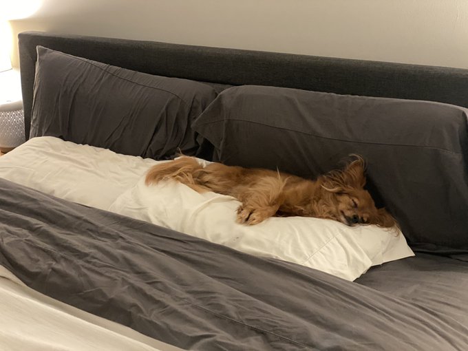 Ugh, my heart belongs to her and she knows it&hellip;how does an 8lb dog get half of a king sized bed all to<a href="/tag/byecanada"class="tags"><span>#byecanada</span></a><a href="/tag/atlanta"class="tags"><span>#atlanta</span></a><a href="/tag/excited"class="tags"><span>#excited</span></a><a href="/tag/moving"class="tags"><span>#moving</span></a><a href="/tag/newadventures"class="tags"><span>#newadventures</span></a>