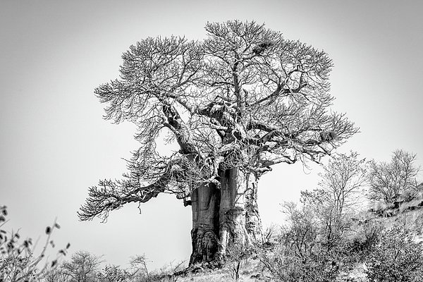 degrootp's tweet image. New artwork for sale! - "Boabab in Black and White" - fineartamerica.com/featured/boaba… @fineartamerica