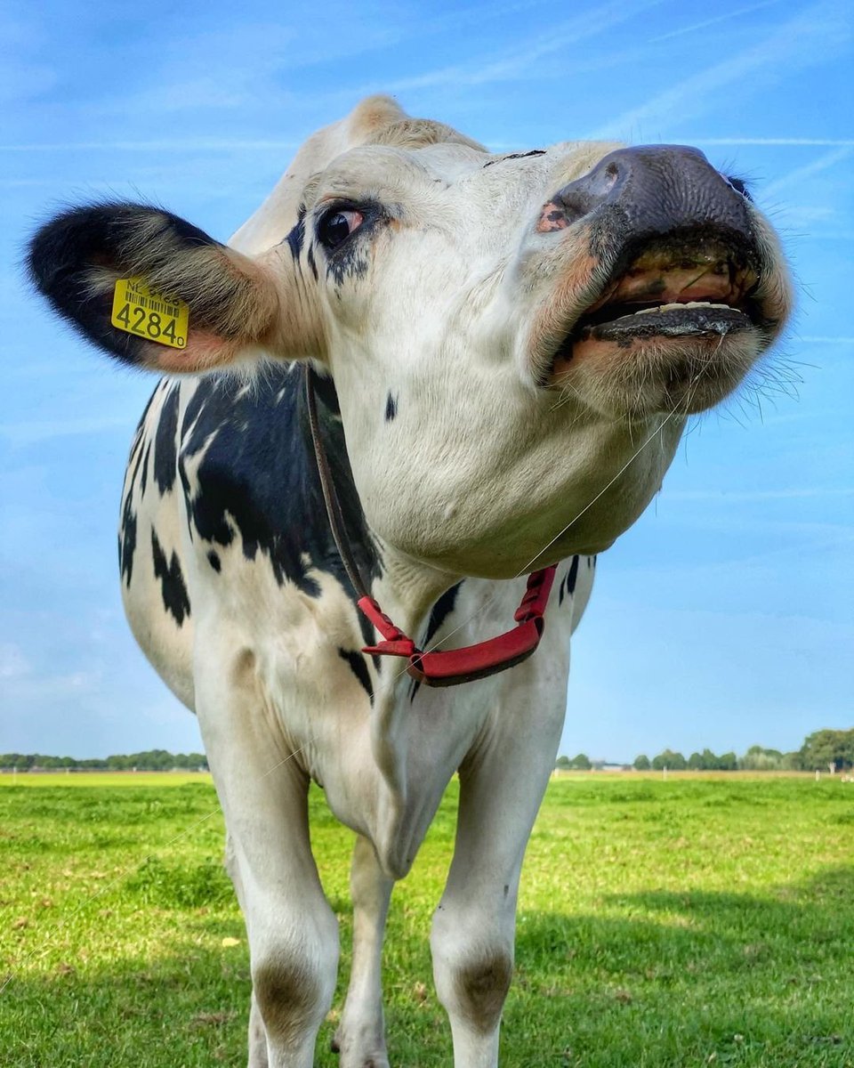 #Koeiemorgen!!! Hé ho let's go!!! Bijna weekend😄😁😀
Bedankt Merel Nijs 👌
#koeblijboerblij #heerlijk #bijna #weekend #hoor #lekker #naar #buiten 😁 #melknatuurlijk