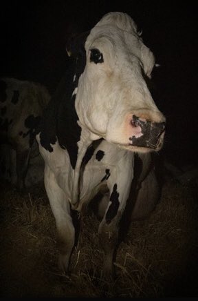 FilmFan1971's tweet photo. In related news, I am IN for Cow. #CowQueue https://t.co/HEjZjAHItu