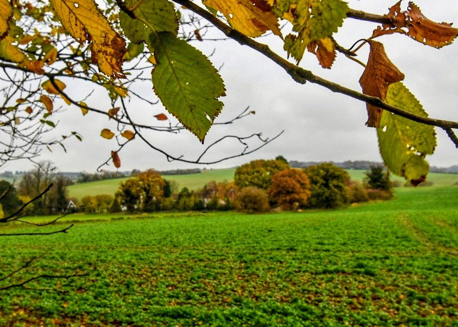 #stormhour Friday morning Autumnal leaves in Graveley Hertfordshire UK