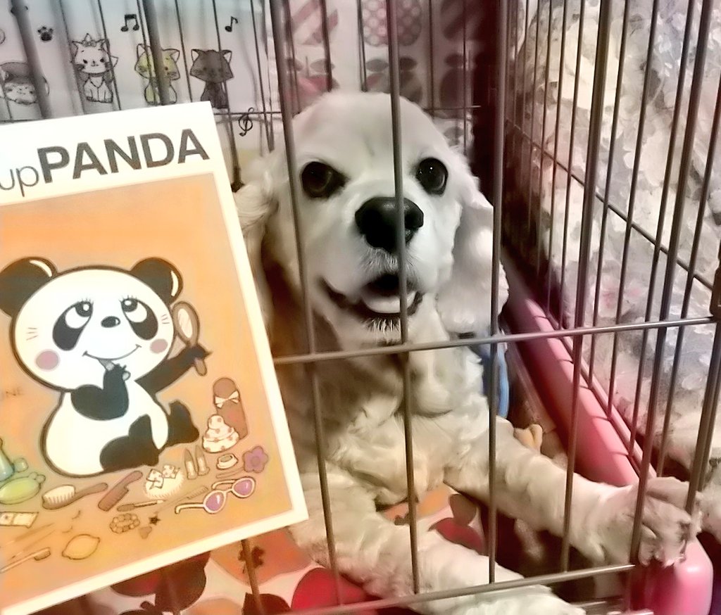 双子のパンダちゃん の名前が決定 女の子の名前はレイレイだって 私もレイレイって呼ばれる事あるよ By レイチェル アメコカ アメリカンコッカースパニエル レイレイ ツイレポ