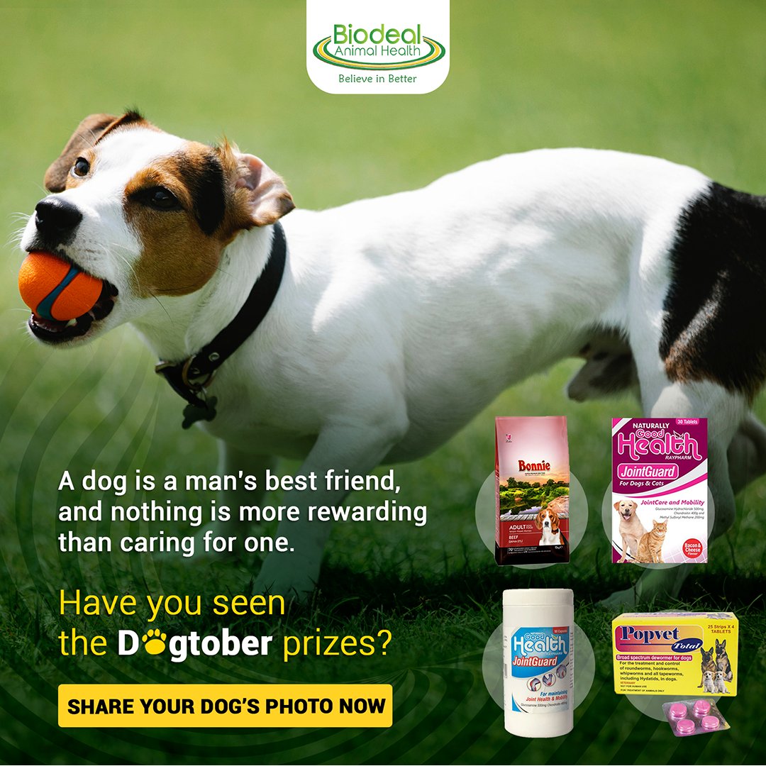 BiodealAnimal's tweet photo. Your dog enjoys a good treat just as much as you do. It promotes happiness, good health, and appropriate behavior.
Don't miss out on this opportunity to show your dog some love!

#Dogtober #postyourdog  #doglover #dogcare #compete #jointguard #dogfood #popvet #JointguardCats&amp;Dogs https://t.co/e6Yr2EofrF