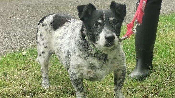 AdoptionsUk's tweet image. URGENT, please retweet to help Ronnie find a home #YORKSHIRE #ENGLAND 

AGED 13! Desperate for a loving home, he can live with children aged 8+ as the only dog, may be able to live with a friendly cat 😺❤️
DETAILS or APPLY👇
rspca.org.uk/findapet/detai…
#dogs #pets #animals #UK