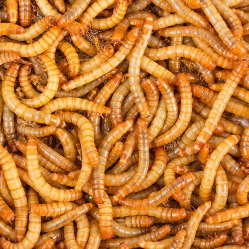 Aragón trabaja en una alimentación del futuro eficiente y sostenible, con tecnología aplicada a granjas de insectos

➡ La legislación está cambiando y cada vez falta menos para que los insectos sean una alternativa alimentaria para las personas

ℹ tinyurl.com/7ybedear