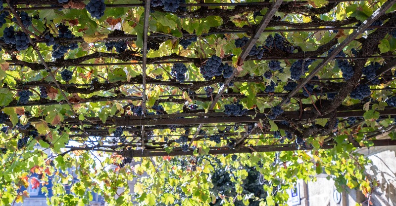 Insolite à Bordeaux
La vendange de la plus vieille vigne de Bordeaux située place de la Victoire a eu lieu jeudi 7 octobre 2021. Le raisin ramassé sera vinifié par le Domaine de Chevalier.