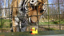 olliebray's tweet photo. This morning at the #OMSummit I talked about the time we gave everyone in my village 6 LEGO bricks to create their own Easter Chicks. And how well designed activities like this can support wellbeing. #WorldMentalHealthDay https://t.co/ocaJ6ri4do