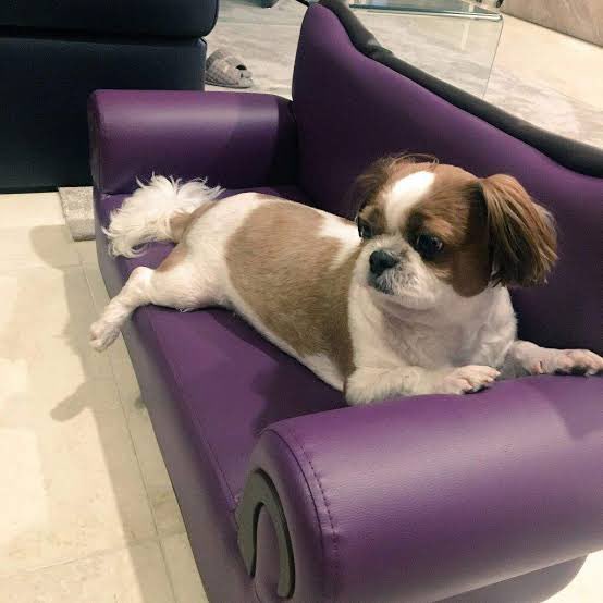 angel_HeMaYa's tweet photo. 🐰: He reminds me of Mickey
🐿: He reminds you of Mickey right?

4oe really reminds us of Mickey 😆 BTS and Megan please let them meet! 😁 https://t.co/x0YAONyvtI