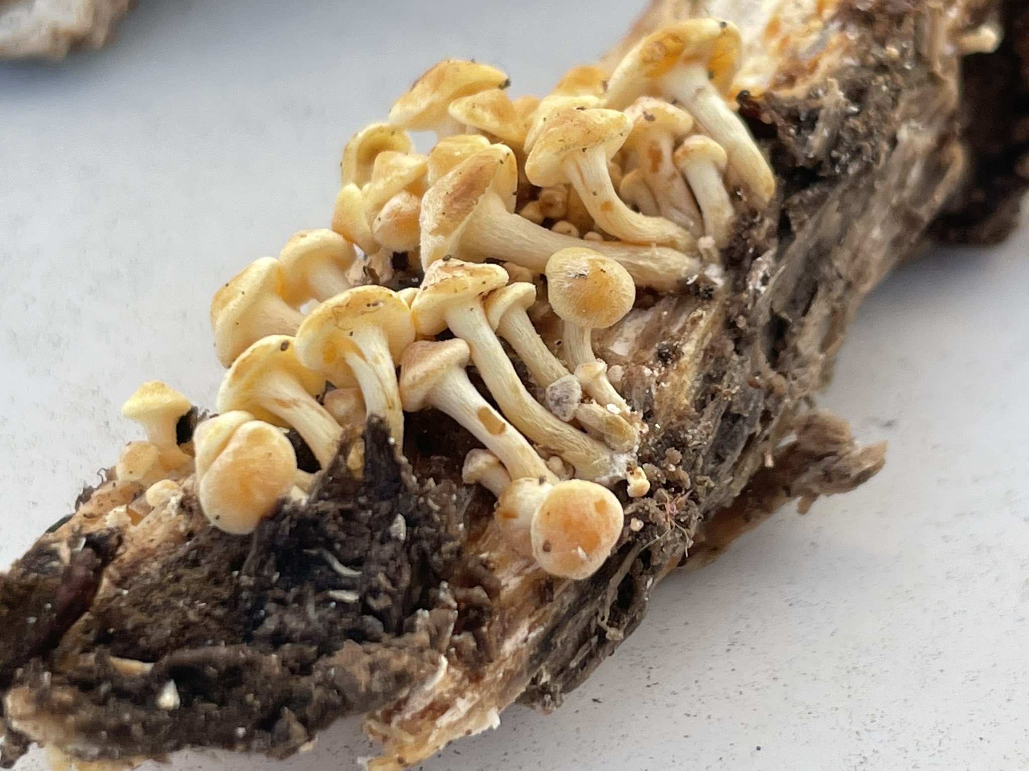 ニガクリタケ Twitter Search Twitter