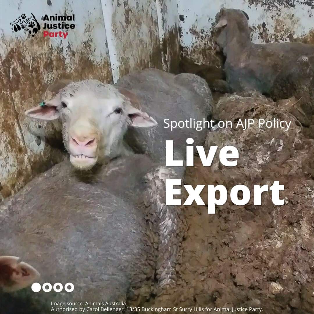 A spotligh on Animal Justice Party 
Live Animal Export policy.

You can find more detail on our policies &amp; positions on our website.

tinyurl.com/ygcl73ta