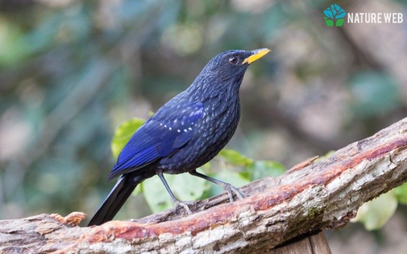 Blue Whistling Thrush #bluewhistlingthrush #myophonuscaeruleus #chatsthrushesblackbirds #perchingbirds #NatureWeb #YourShotPhotographer #birds natureweb.net/taxa/birds/blu…