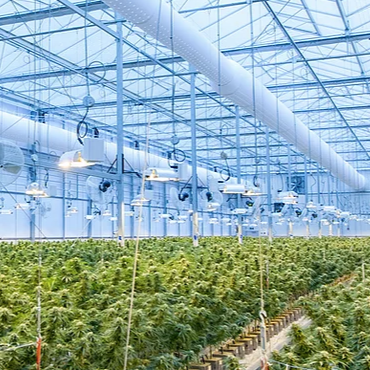 ICA_Malawi's tweet photo. Canadian company Globe-Cann Inc has announced the inauguration of a new presence in Durban, South Africa to continue its global expansion by exporting its cannabis consulation services to Lesotho, Zimbabwe and Malawi. Read more: https://t.co/bohC7Twjwt https://t.co/dvilc7SVPQ