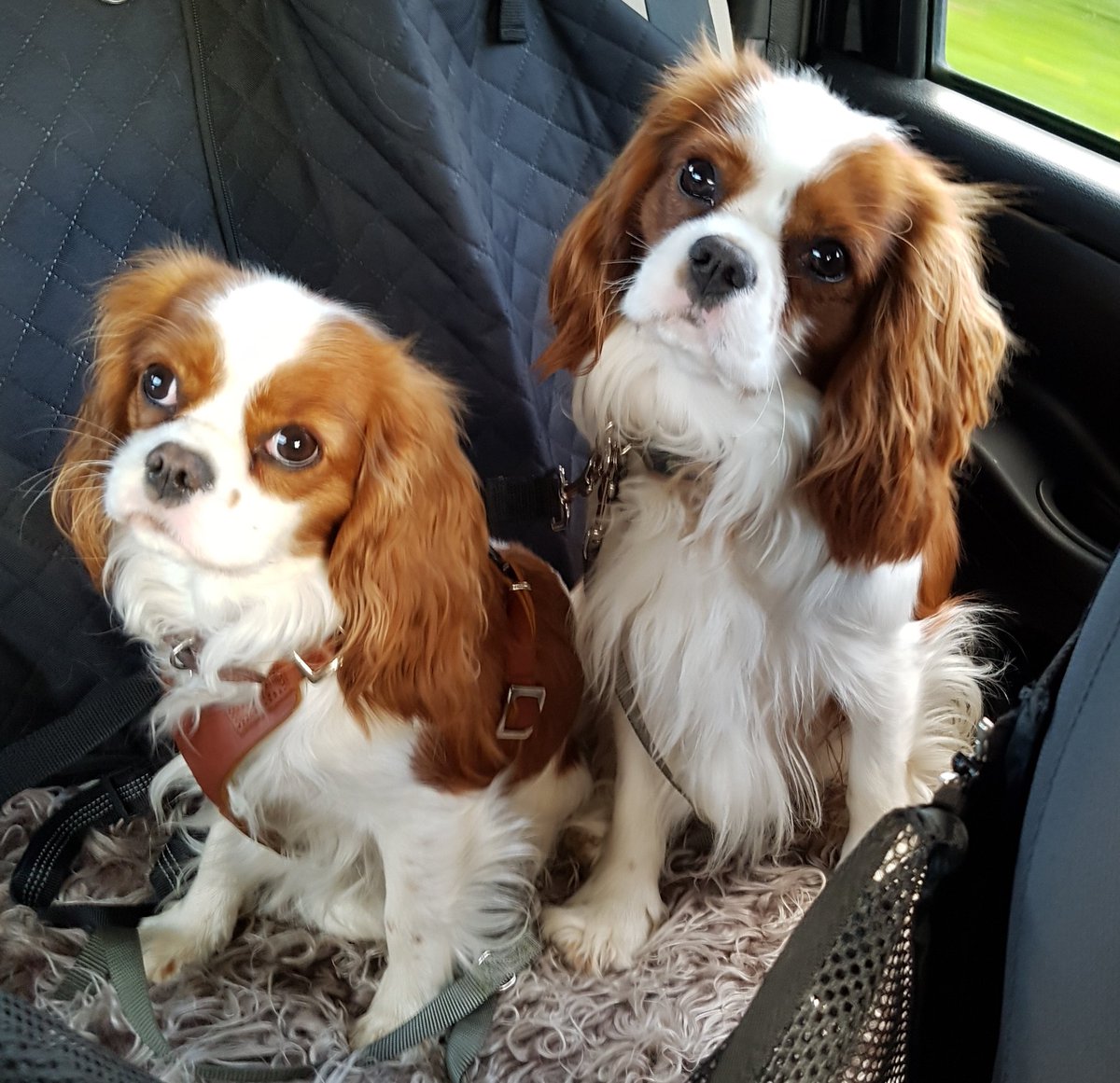 ##cavpack hey from Esther 🎈 My brother Valdemar and I driving to celebrate  our mum Dharma's and Signe's birthdays last Wednesday 🎂🎈🎉