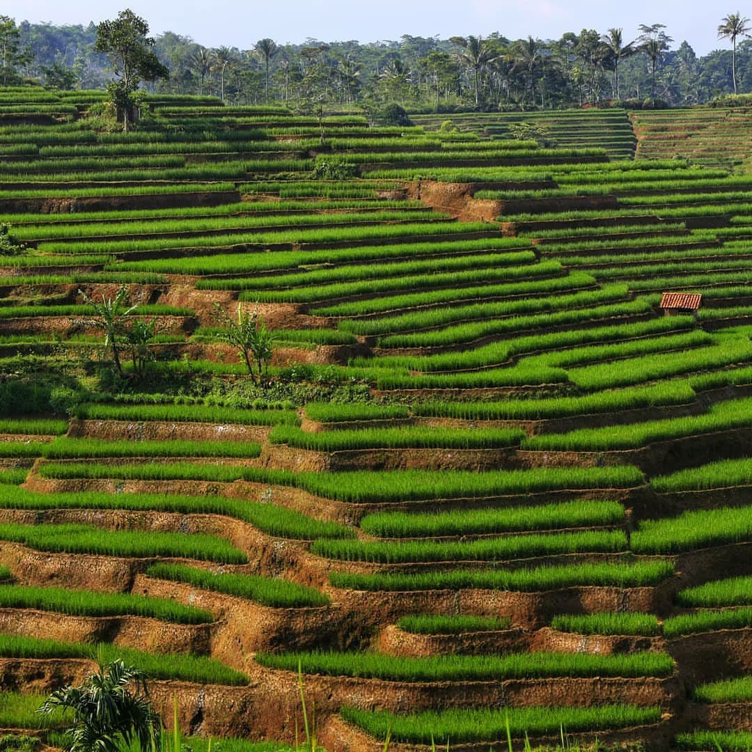 Brebes tweet media