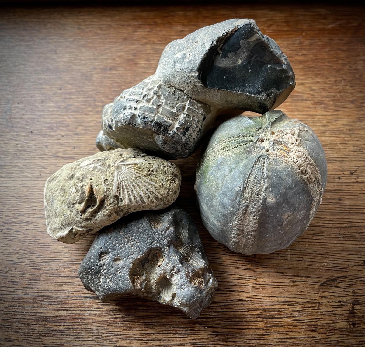 Lara Maiklem FSA - The London Mudlark tweet media