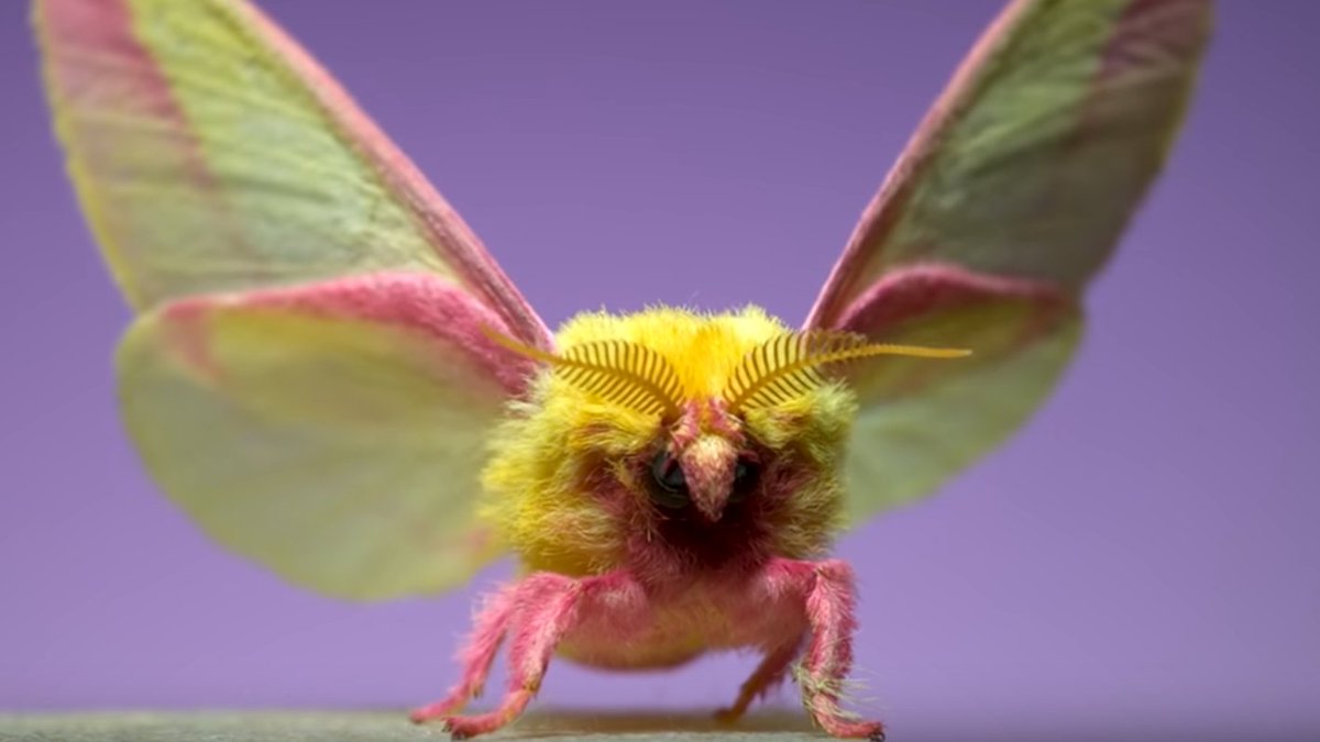 Sina Wrede tweet media