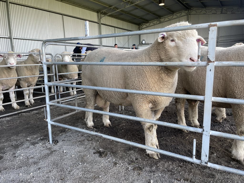 Thunder Hill Estate™️ tweet media