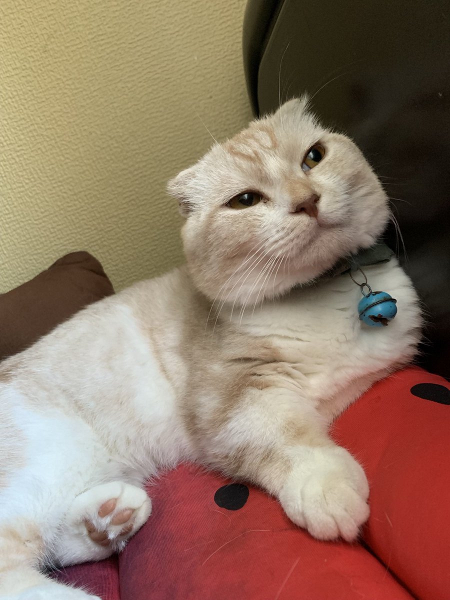 きらきら 猫垢時々愚痴 わたしの癒し ๑ ᵕ ๑ チューしたいねん 猫 ねこ 猫のいる暮らし 猫好きな人と繋がりたい 猫好きさんと繋がりたい こむぎ つむぎ ゆずき たお ウル オス 愛猫 Fip Fipcat Fip寛解 Mutian 猫の