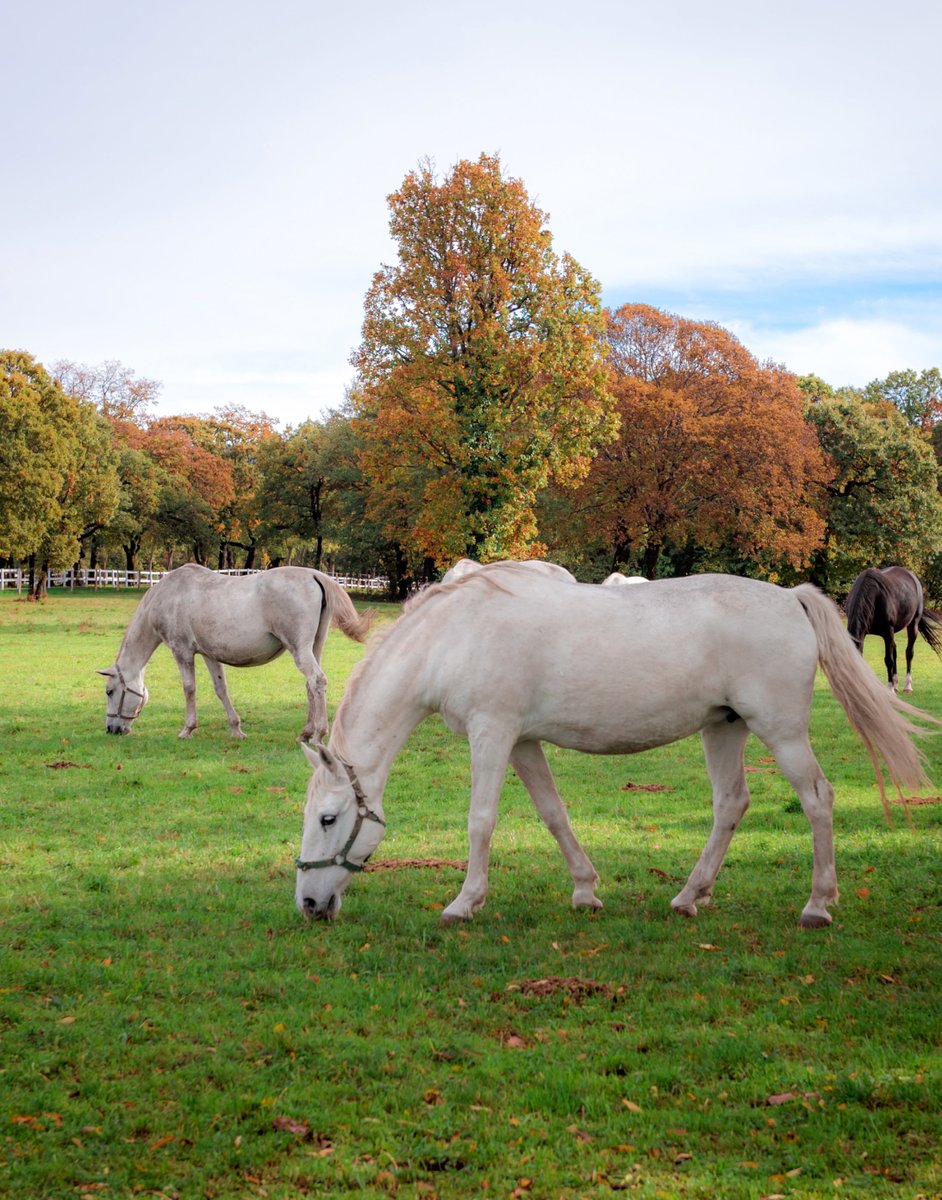 LIPICA STUD FARM, #Slovenia - #autumn is a great season to visit the oldest #studfarm in #Europe which gives home to more than 350 #Lipizzan #horses. (p: Dean Dubokovic #photography) #ifeelsLOVEnia #travel All you need to know to visit #Lipica Stud Farm: travelslovenia.org/lipica-stud-fa…