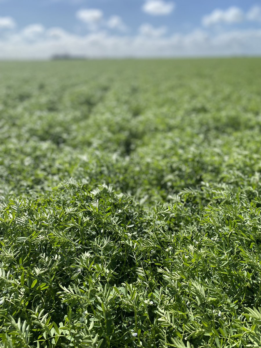 Everything is right there in front of us on the Kalkee plains, hopefully no major frost next week <a href="/zordsinhorsh/">Nick Zordan</a> <a href="/adrianking3423/">Adrian King</a>