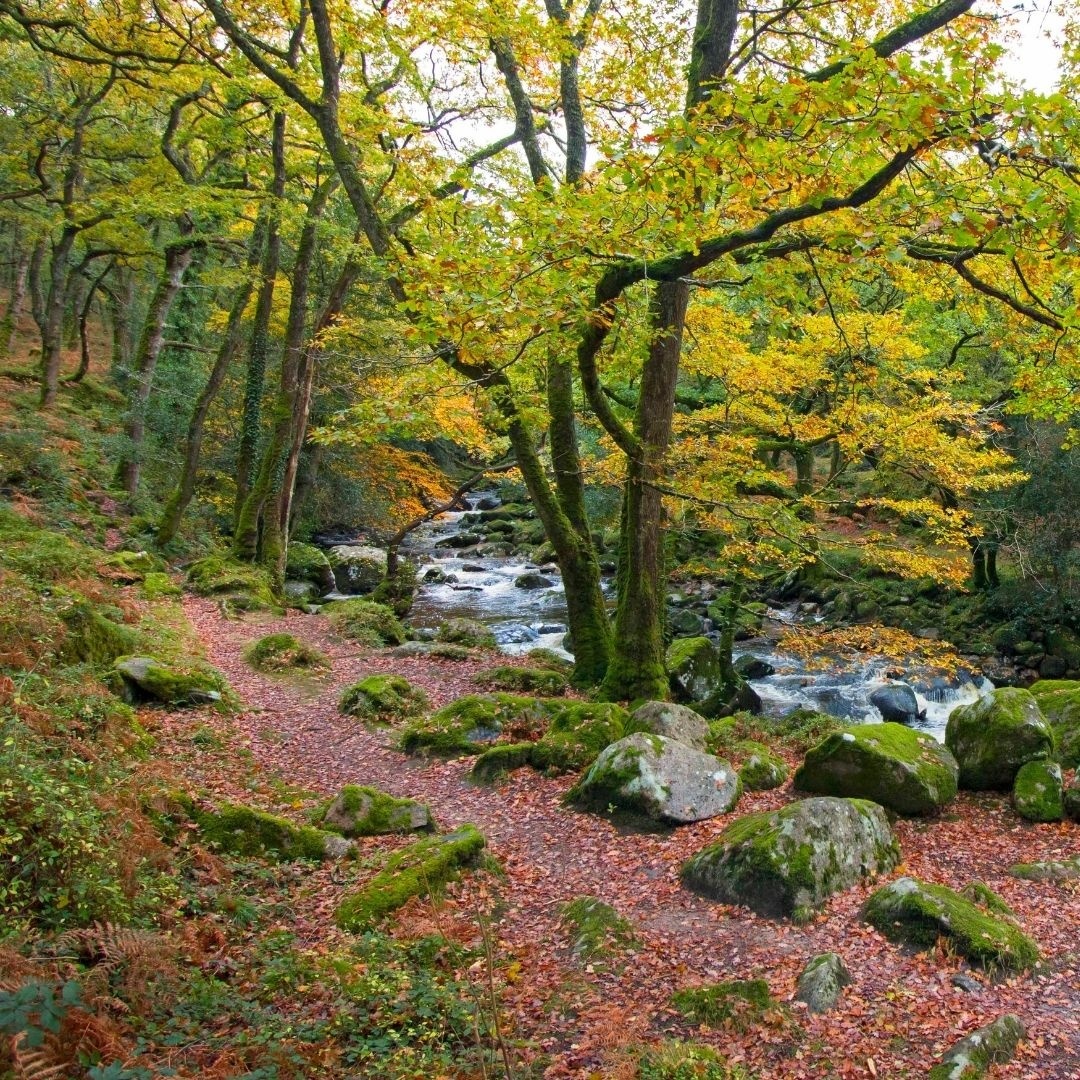 devonclimate's tweet photo. Reposting this beautiful image of Dewerstone Wood from @lovedartmoor! ๐
Why not get outisde and enjoy some time in nature this weekend? ๐
#devonclimateemergency #NetZeroDevon #autumn https://t.co/Cyiqs6BOJP