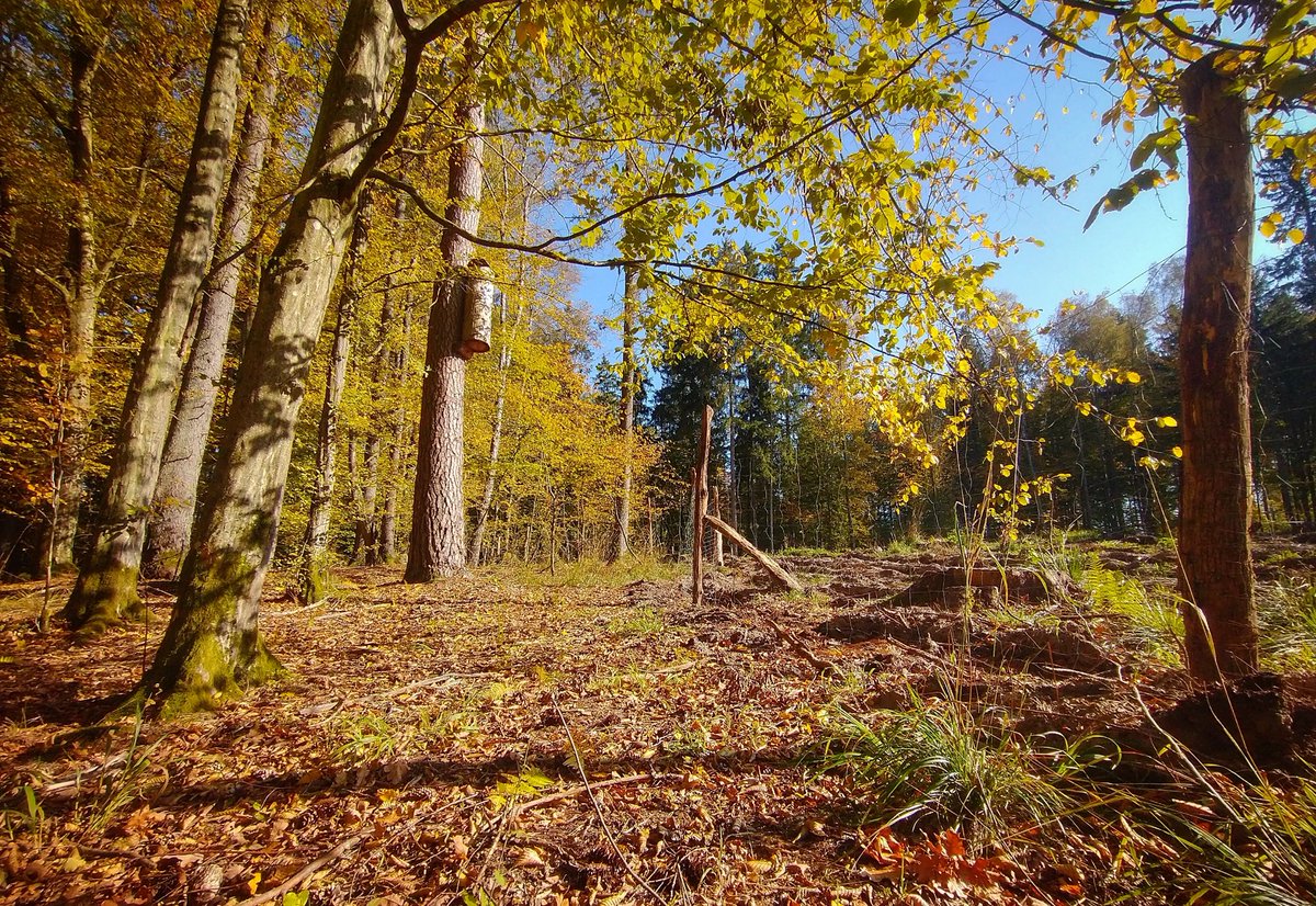 MaciejChromy's tweet image. #jesień
#treebeekeeping
#heritage
#forest
#Warmia 🇵🇱