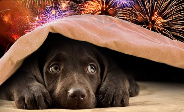 mams_ie's tweet photo. Did you know dogs can hear sounds 4 times further away than humans? This means the fireworks are much louder and scarier for dogs. Make sure you plan ahead to minimise stress to your dog this Fireworks Night ๐ถ
#LouthChat
#Fireworks #FireworksNight #KeepDogsCalm #halloween https://t.co/DMCo88gGDP