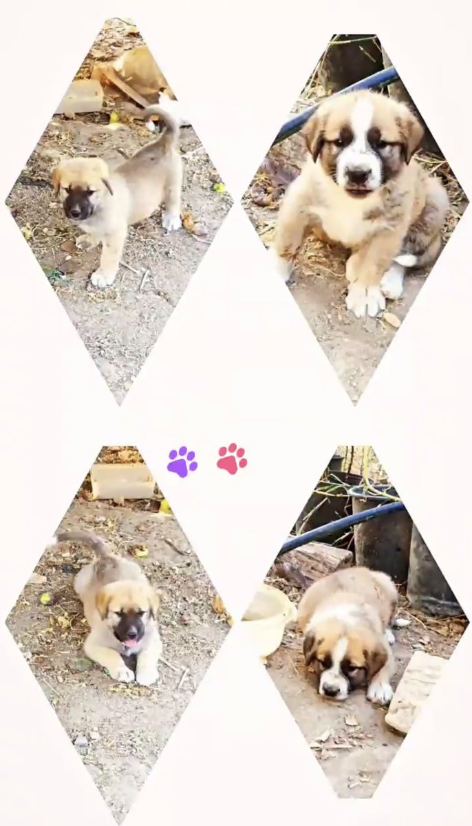 Manudelajara98's tweet photo. Esta noche me han robado mis perros si alguien los ve o sabe algo que contacte conmigo porfavor.📲 https://t.co/6R5Z7YLW2N