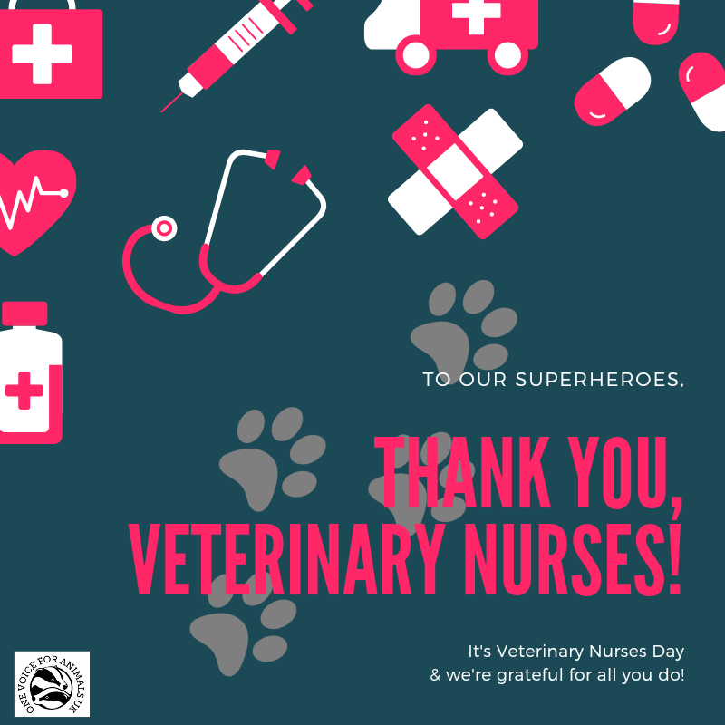 HelpAnimals25's tweet photo. Not all #superheroes wear capes, some wear scrubs!
Happy #veterinarynursesday from the #onevoiceforanimalsuk team.
#veterinary #animallovers #helpanimals #animalcare https://t.co/nJ9HhBrqmA