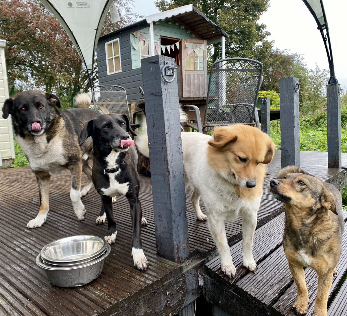 Post breakfast satisfaction from Duke, Inca, Emma and Kez. They dined on  <a href="/burnspetfood/">Burns Pet Nutrition</a> following a very generous donation of high quality dry food. Thanks so much for caring about the rescue dogs guys 💜 #dogsoftwitter