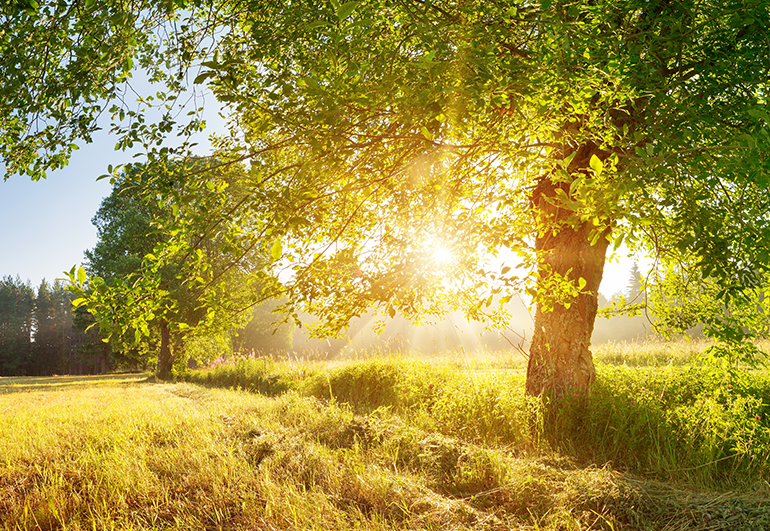 La photosynthèse, 1ère énergie solaire ? ☘️🌿🌞
Découvrez notre nouvel article sur le blog : 
blogresonnances.fr/la-photosynthe…