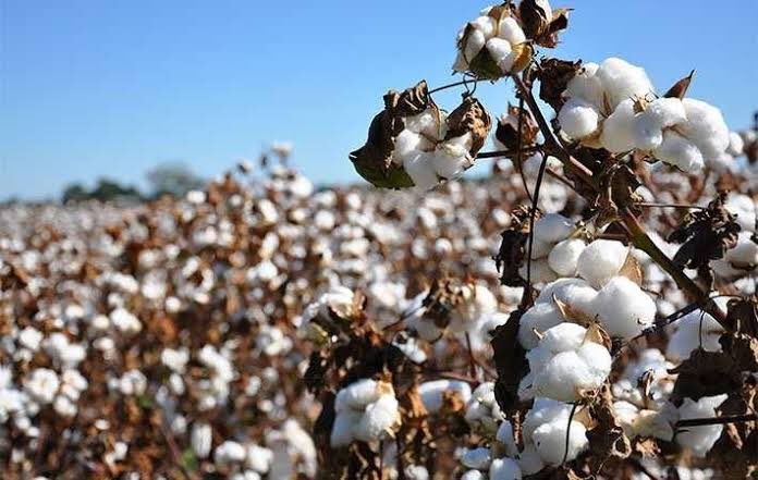 CiecChina's tweet photo. The China Eastern &amp; Southern Africa Digital Expo - COTTON &amp; TEXTILE SECTOR Business Meeting 

Date: 22nd Oct 2021
Eastern African time: 10:30 - 12:30
Cape Town Time - 09:30 - 11:30 

#China #Africa #Textile #CottonSector

Please visit https://t.co/UnGvlJxpzk for more info https://t.co/NnHOZXTAIh