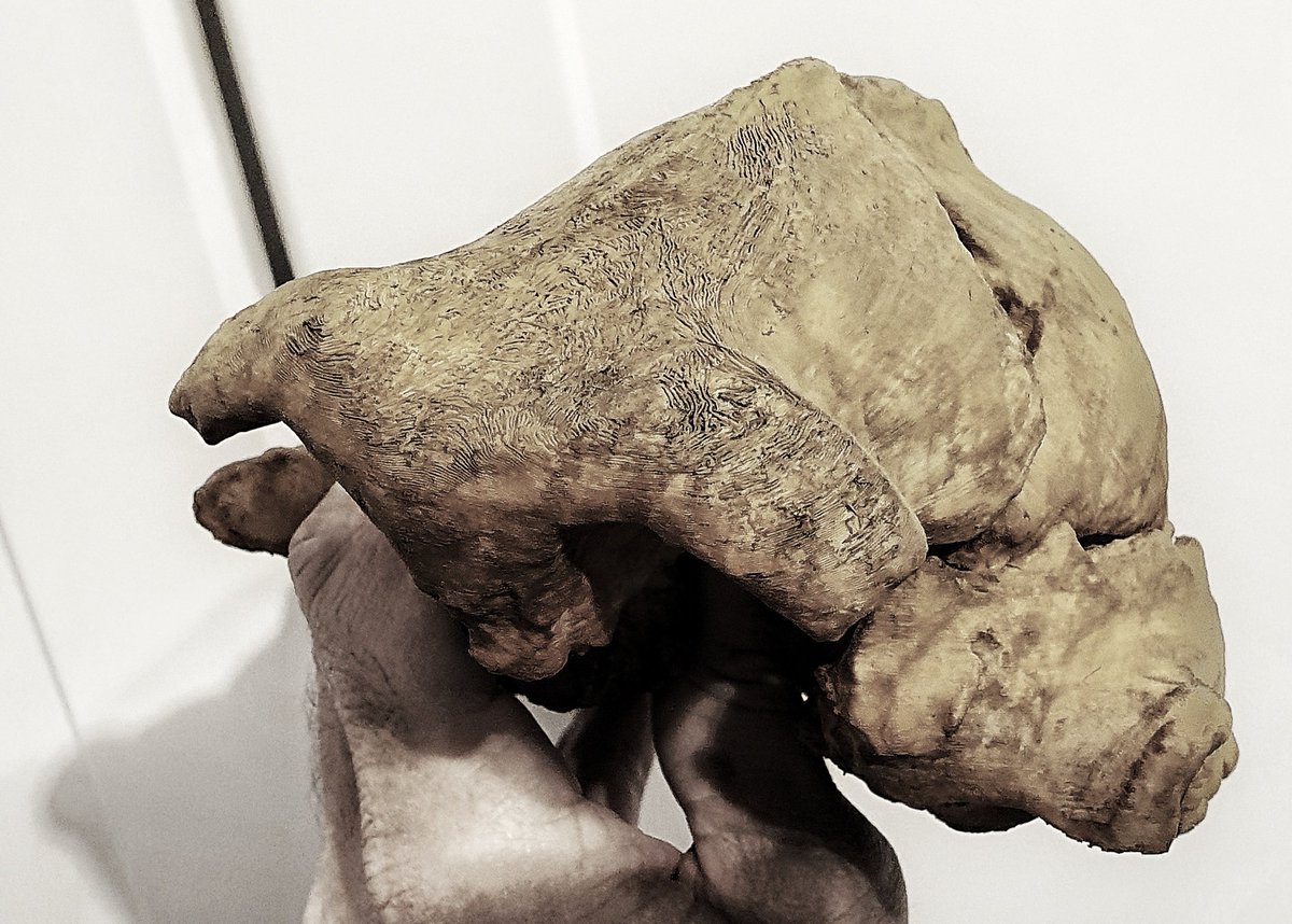 robertosaezm's tweet image. #fossilfriday This is KNM-ER 23000, a specimen of Paranthropus boisei dated to c. 1.9 Ma. Thought to be a young adult with similar age at death as OH 5 (#NutcrackerMan).