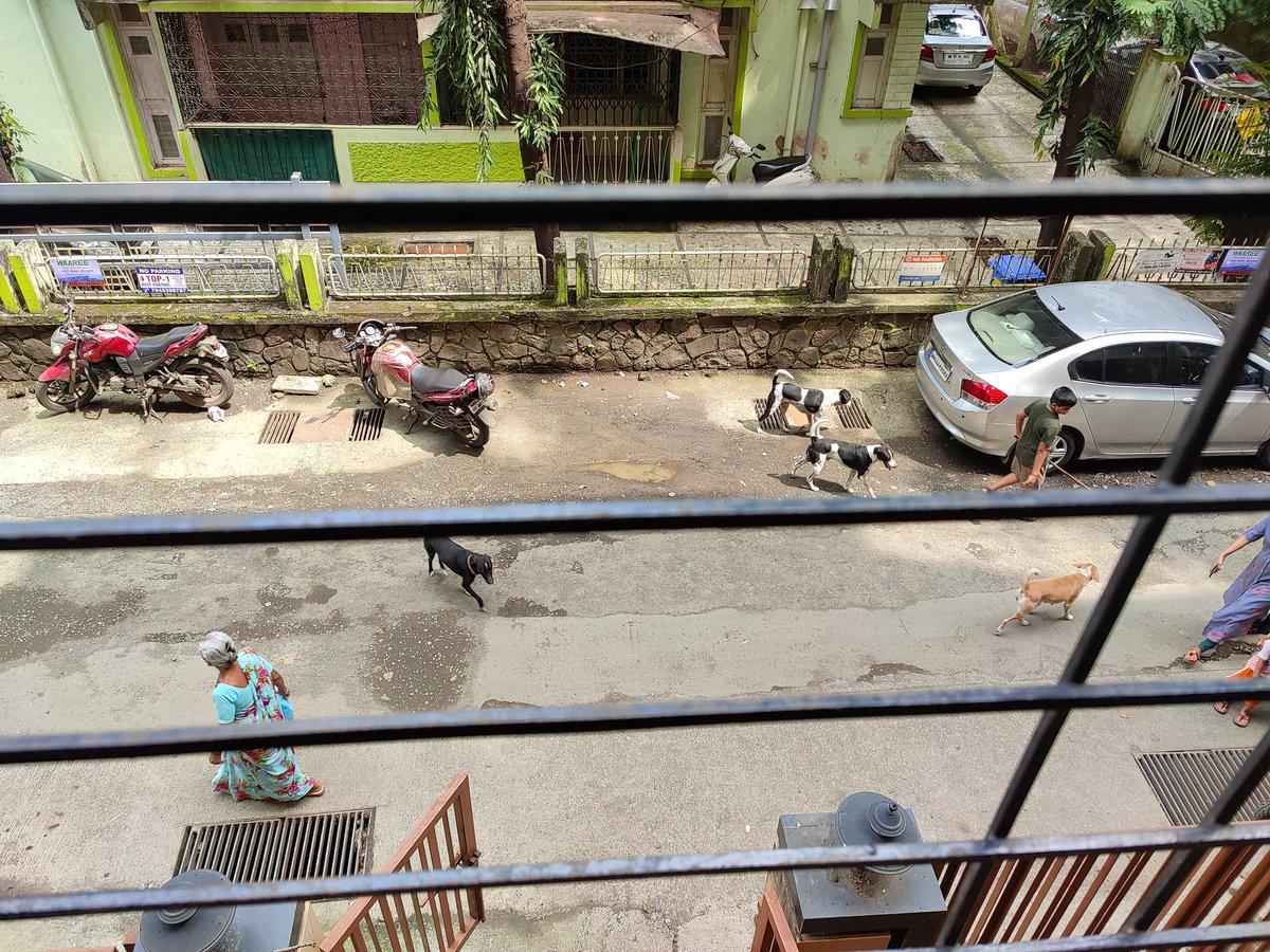 deokamlesh's tweet photo. Dear @mybmcWardPN and @mybmc रस्त्यावरील भटके कुत्रे ही मामलेतदार वाडी नं. ६, (लिबर्टी गार्डन, मालाड पश्चिम) येथील जीवघेणी समस्या बनली आहे. ५-५ कुत्रे सावज हेरून मागे लागतात. अनेकांना चावले आहेत. लहान मुले आणि कामकरी लोकांना तर एकटे चालणे मुश्किल होते. कृपया वाचवा @officeofUT https://t.co/cI8flDyJ3G