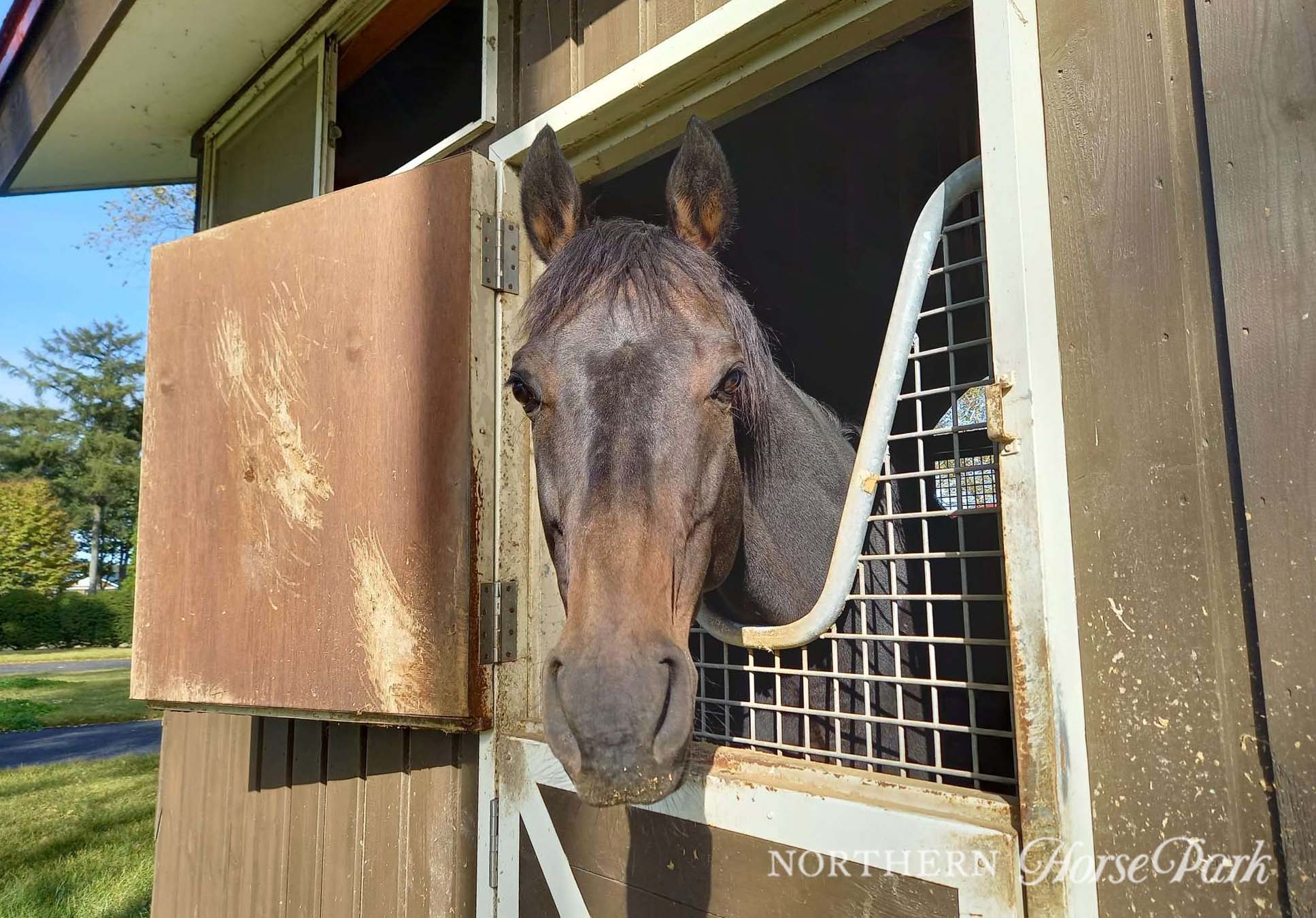 レイデオロタテガミノーザンホースパーク競馬