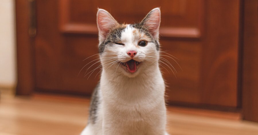 SuperSalviPM's tweet photo. Dogs are fine, but cats donโt tell police you have drugs!! ๐ป @cateclub @coingecko #CATE #catecoin $cate #memeplatform #NFTGaming @CoinMarketCap @binance @_elommusk #catetime https://t.co/W6eZzuOgVh