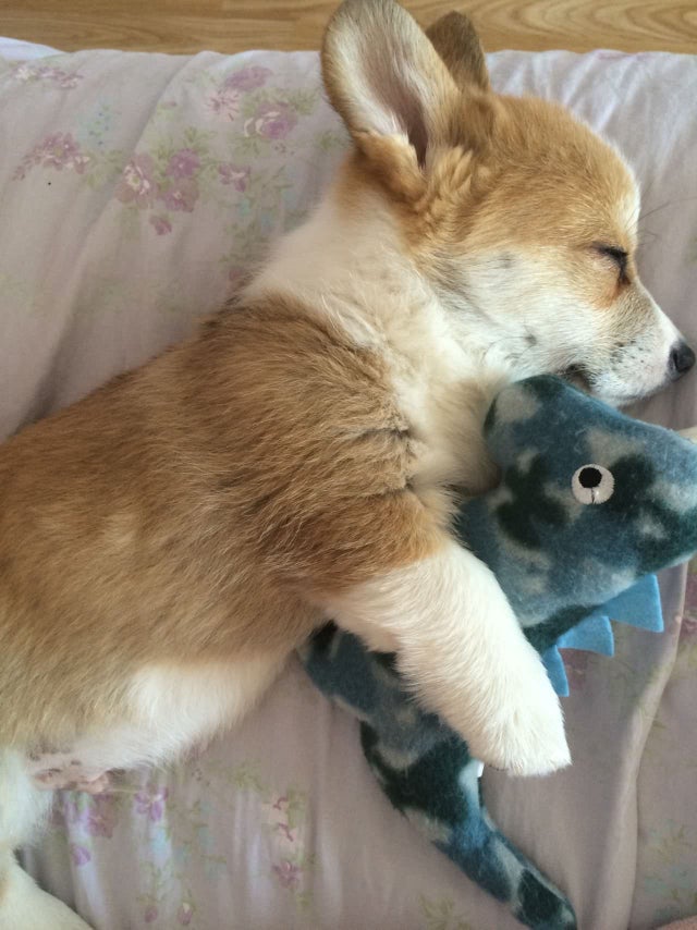 Corgi Every Hour (@corgieveryhour) on Twitter photo 