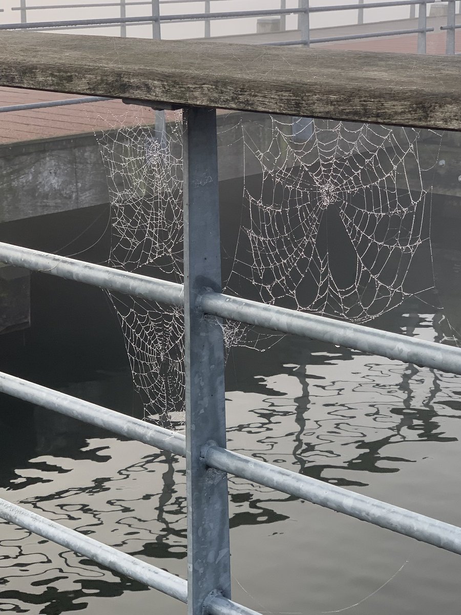 ilserietdijk's tweet photo. @MariekevKeulen Klopt helemaal. Meerdere combi’s van mens en natuur gezien tijdens mijn herfstommetje vanochtend. https://t.co/Vfqc9oZqQx
