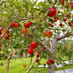 ツイートに含まれる画像