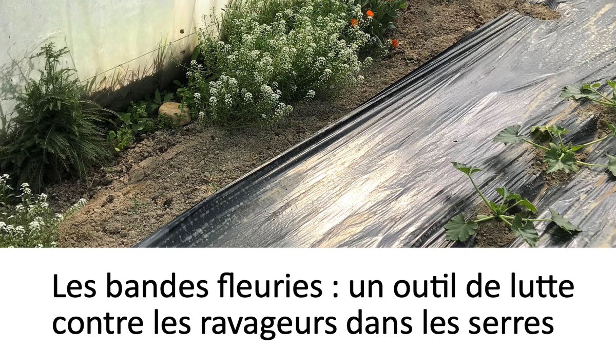 Flower strips: a tool for pest control in greenhouses <a href="/green_resilient/">Greenresilient</a> factsheet is now available in EN and FR! 🇫🇷

✅organic-farmknowledge.org/tool/38705/
#pestcontrol #organic #flowers #sustainability