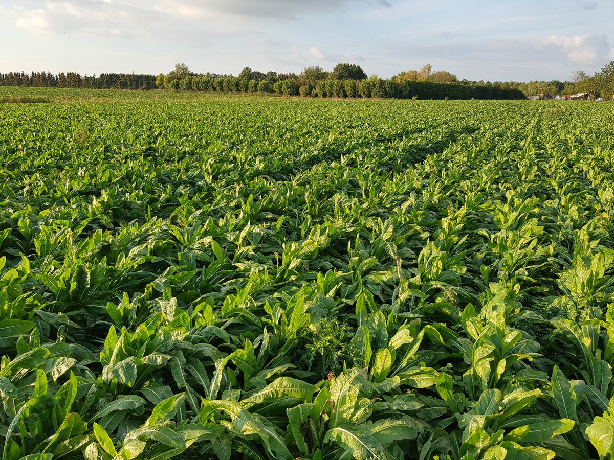Akkerbouwgewassen produceren ook na 1 oktober nog volop. #akkerbouw.  En leggen stikstof vast. #nitraatrichtlijn #waterkwaliteit 
Dat is duurzaam telen #PlantPositiveWay. Hier staat bijvoorbeeld de cichorei voor <a href="/Royal_Cosun/">Cosun</a> <a href="/SensusAgro/">Sensus Agro</a> volop te groeien.