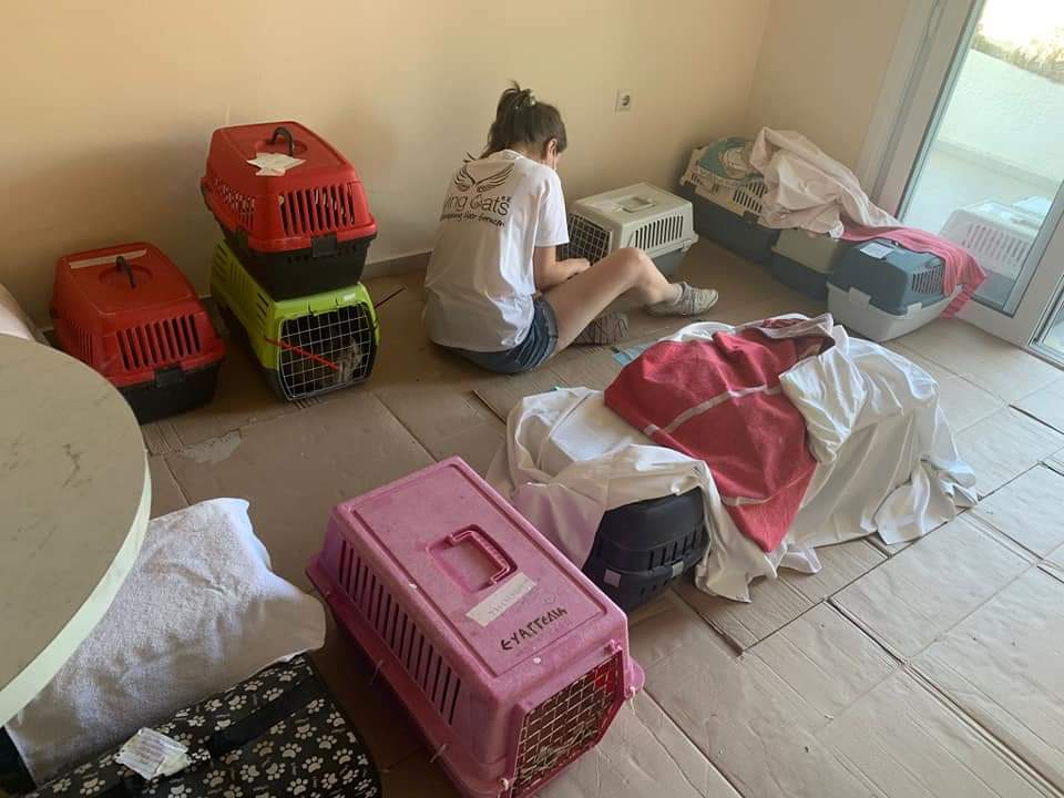 FlyingCats_eV's tweet image. Auf diesem Bild seht ihr den Raum, in dem die Tiere beobachtet werden nach der #Narkose. So können wir kontrollieren, ob sie die #Kastration gut überstanden haben.

Tag 4
31 Kätzinnen
26 Kater