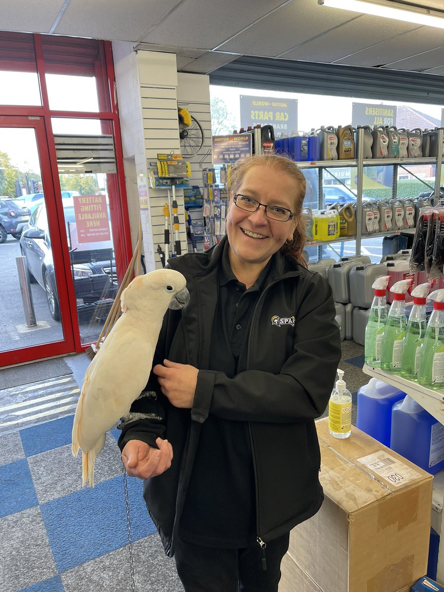 WhiteBoyMag's tweet photo. Seen it all now! #cockatoo https://t.co/yc963EePhO