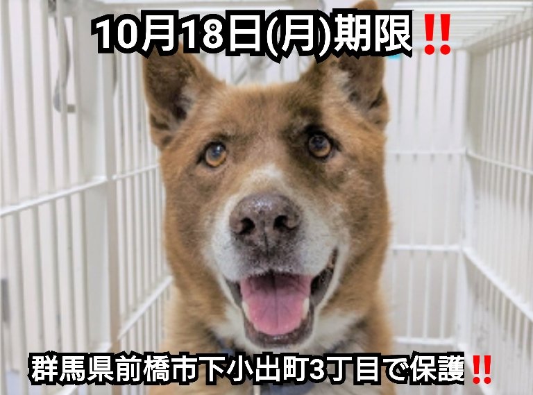 前橋保健所収容犬 Twitter Search
