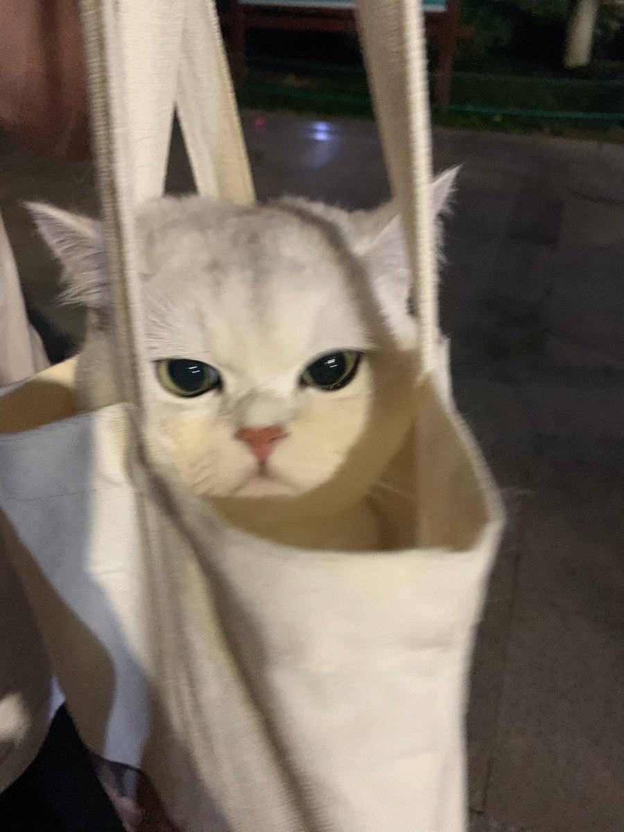 เรามันดื้ออ่ะ! 😾🤍✨มอวกาป๋อวววว