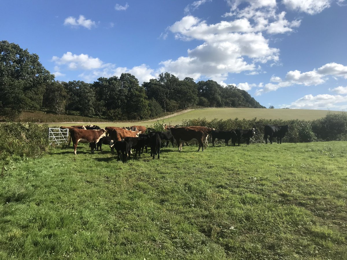 DallynLee's tweet photo. Reluctantly looking to move on our suckle cows.
Hereford, Angus and Angus cross cows from 3-10 years old. Angus calves at foot on some. Been running with Angus bull since mid summer. DM for details and please retweet. 
Will get better photos soon. #farming #beef https://t.co/r8KBDYK7OI